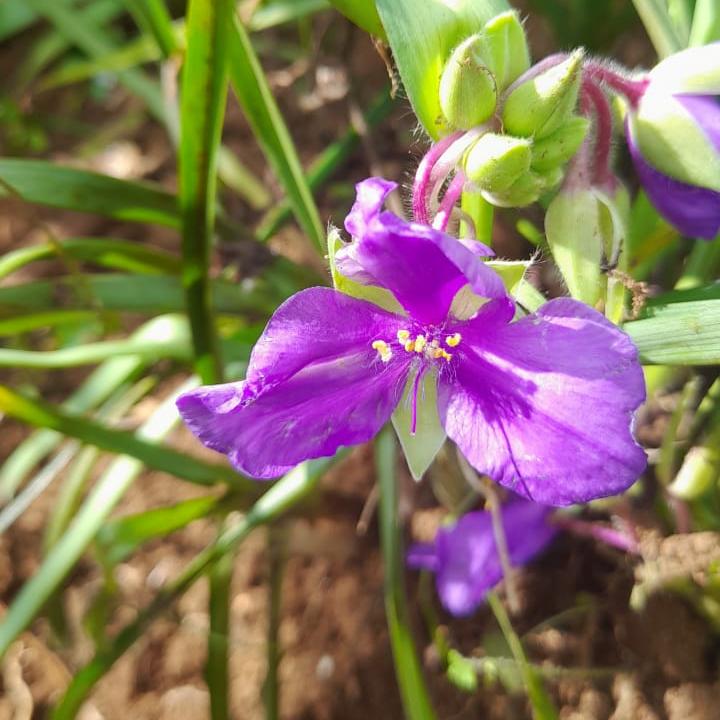 Giant Spiderwort plant-myBageecha