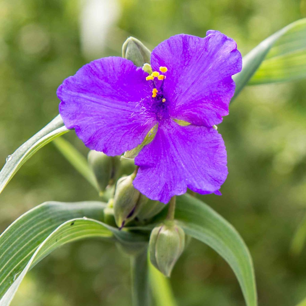 Giant Spiderwort plant-myBageecha