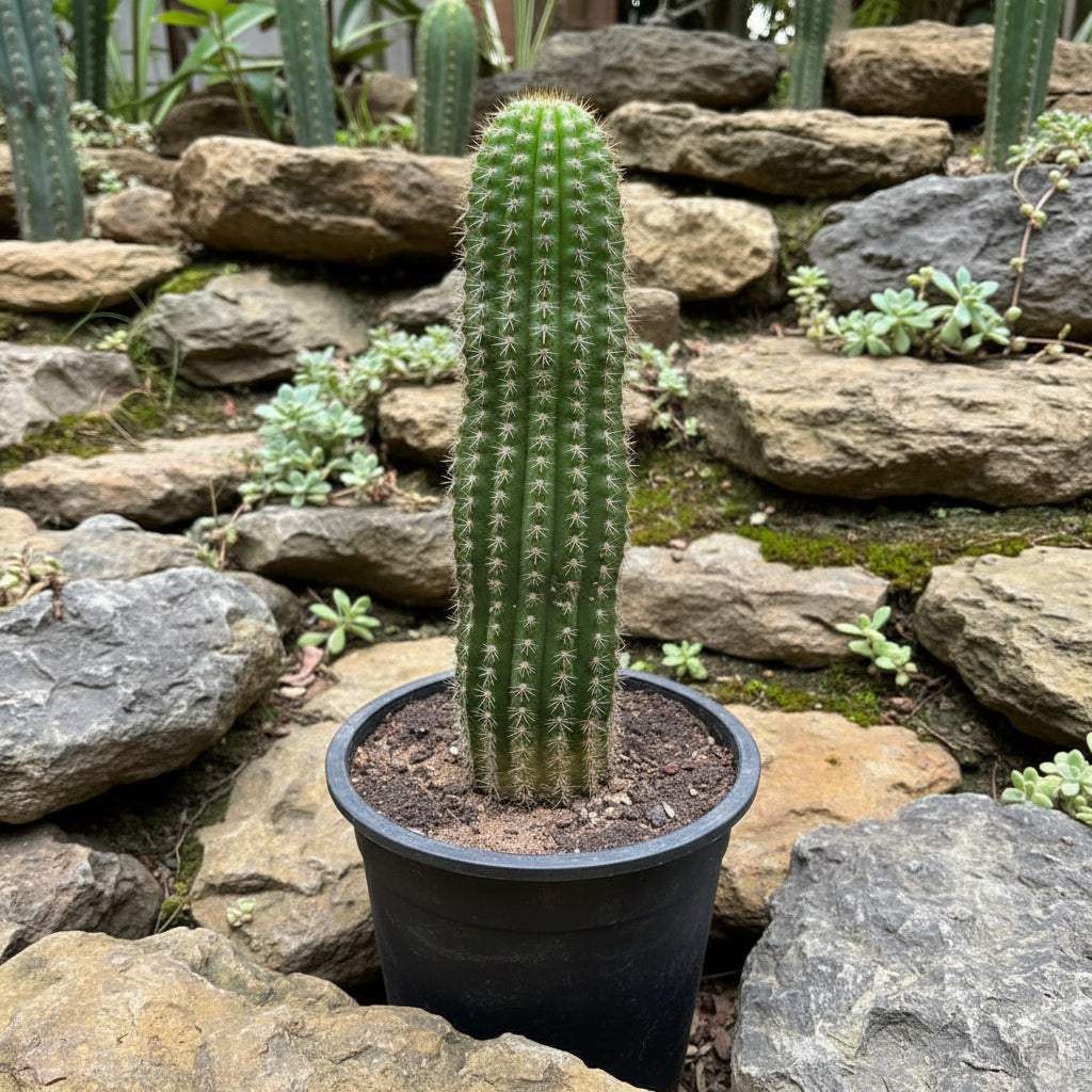 Trichocereus Spachianus Cactus Plant-myBageecha