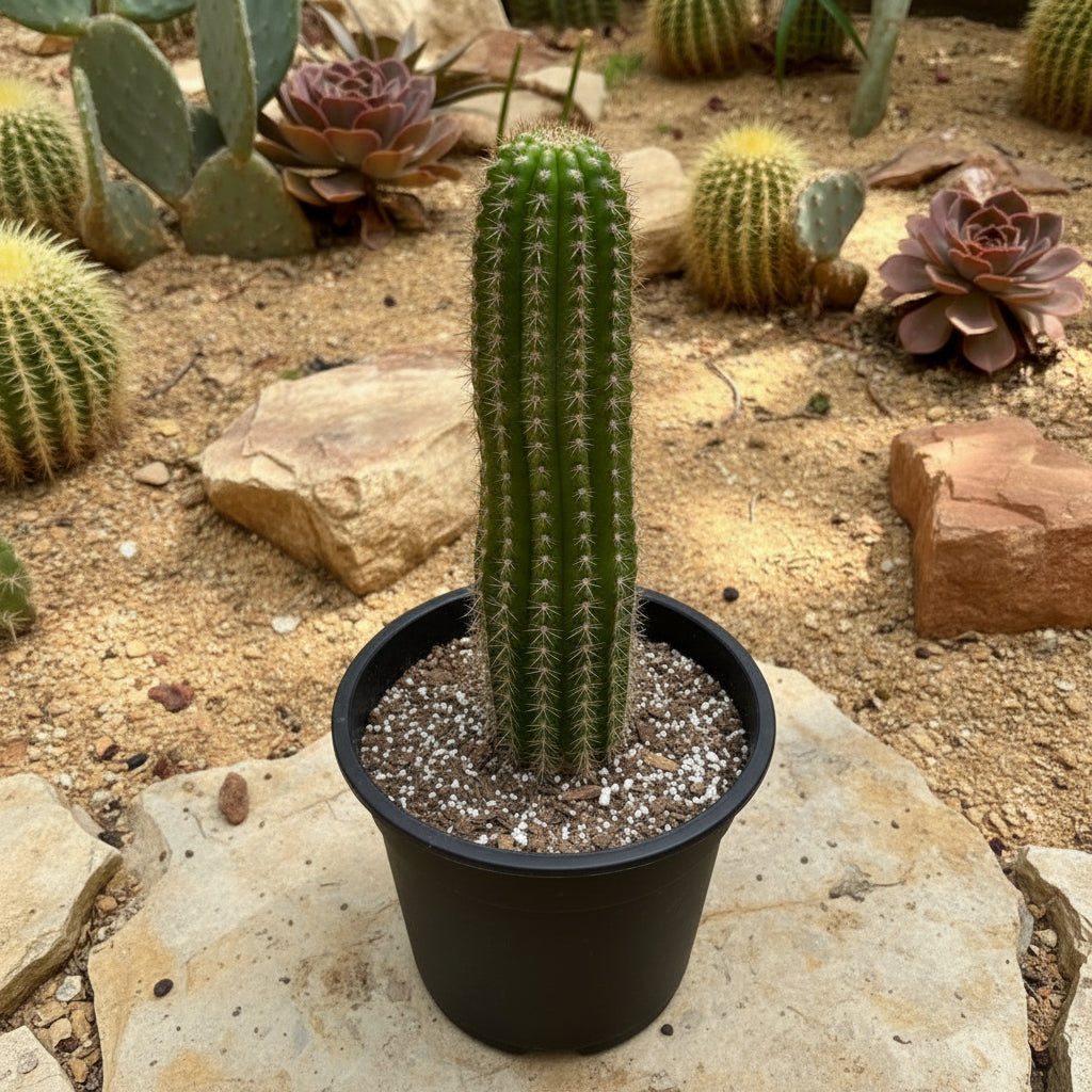 Trichocereus Spachianus Cactus Plant in natural surroundings