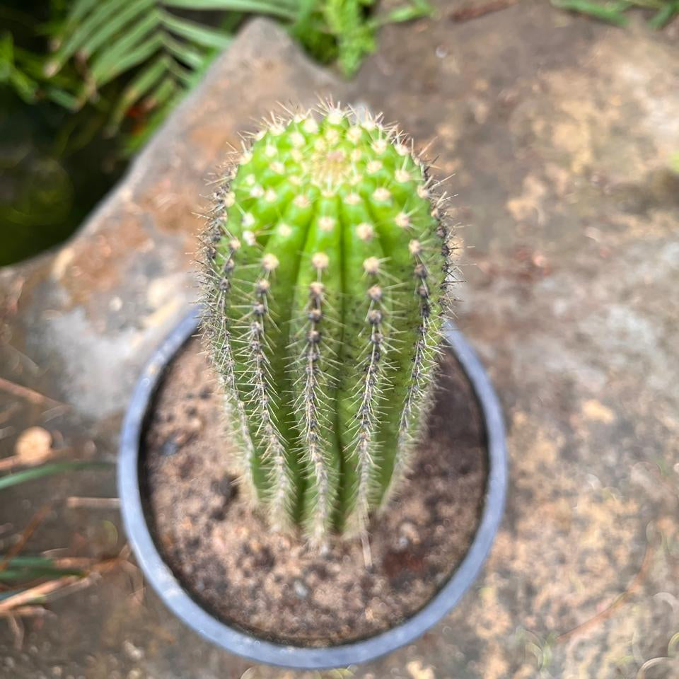 Top view of Trichocereus Spachianus Cactus Plant