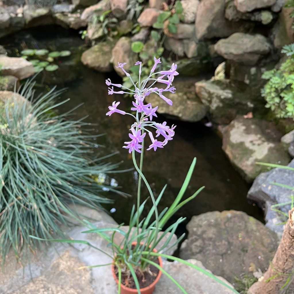 Tulbaghia violacea - Sweet Garlic-myBageecha