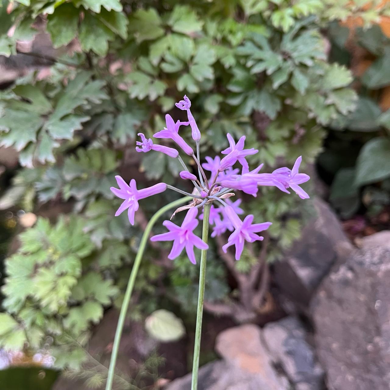 Tulbaghia violacea - Sweet Garlic-myBageecha