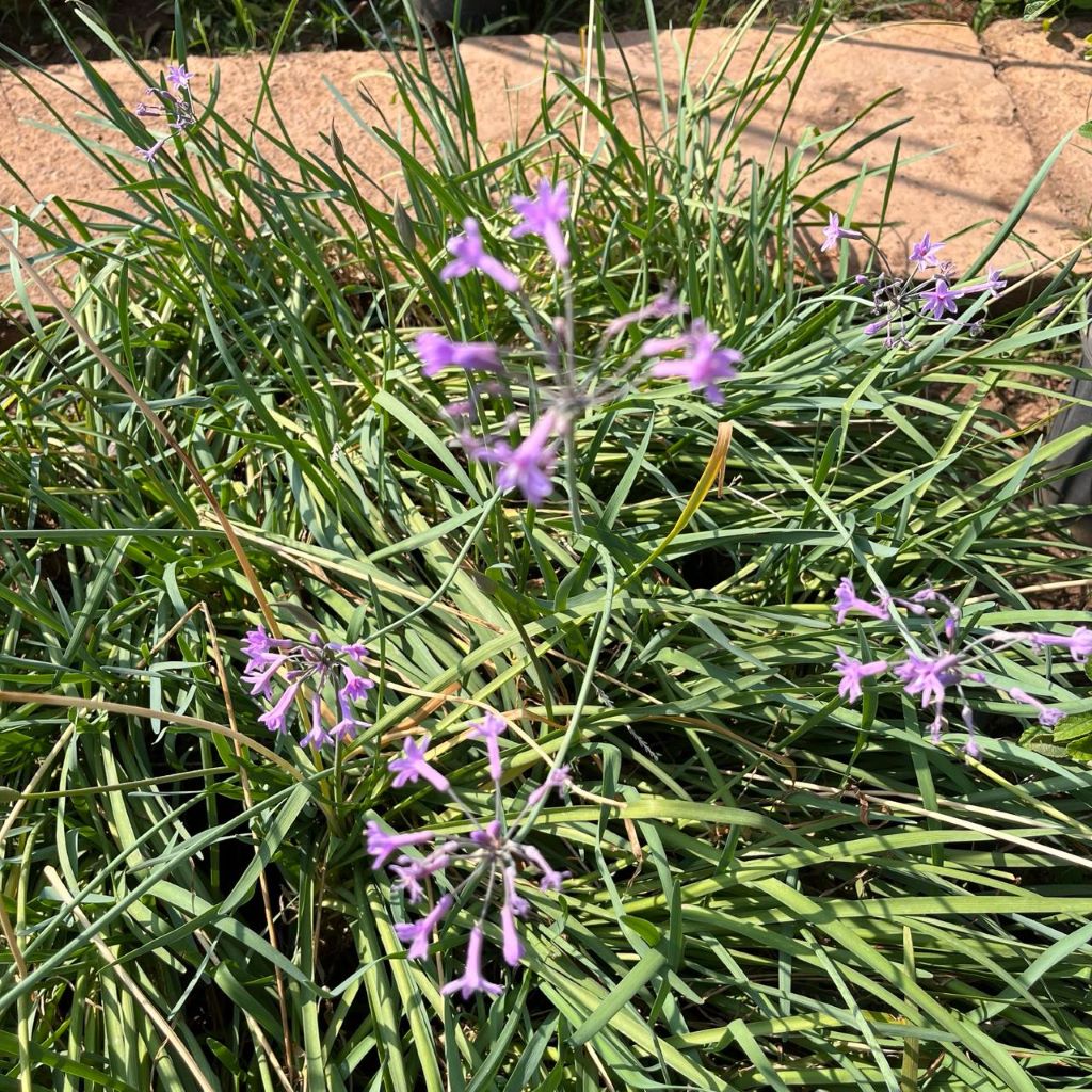 Tulbaghia violacea - Sweet Garlic-myBageecha