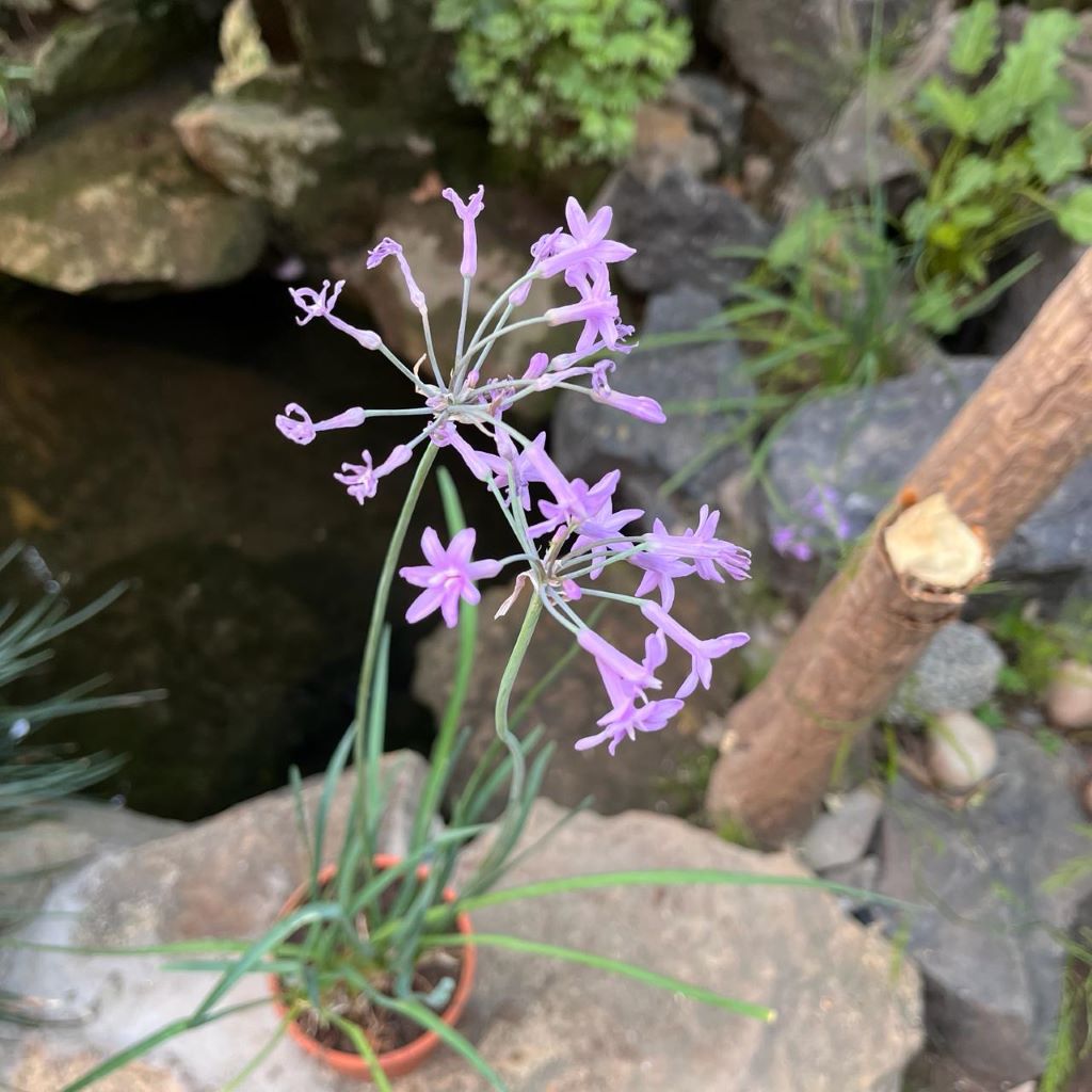 Tulbaghia violacea - Sweet Garlic-myBageecha