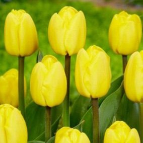 Bright yellow Tulip Novi Sun flowers glowing under morning light in garden