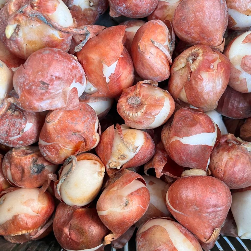 Tulip ‘Novi Sun’ Bulbs – Golden Yellow Spring Blooms