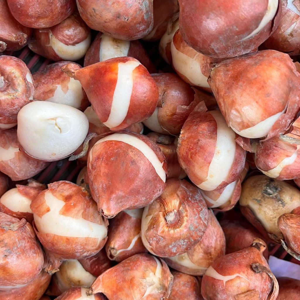 Tulip ‘Queen of Night’ Bulbs – Deep Maroon Spring Blooms