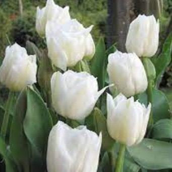 Close up of Tulip White Prince spring blooms with green leaves