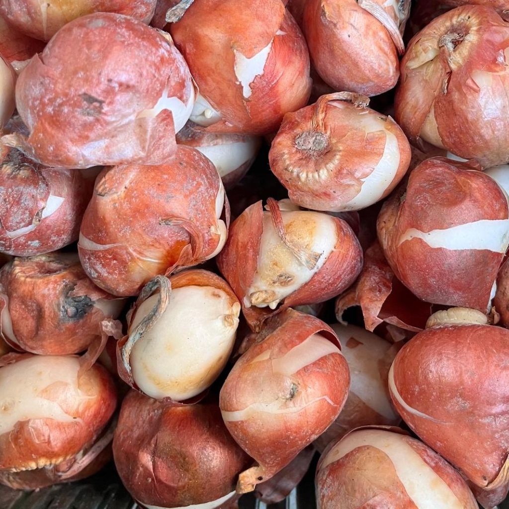 Healthy Tulip Mixed Bulbs ready for planting