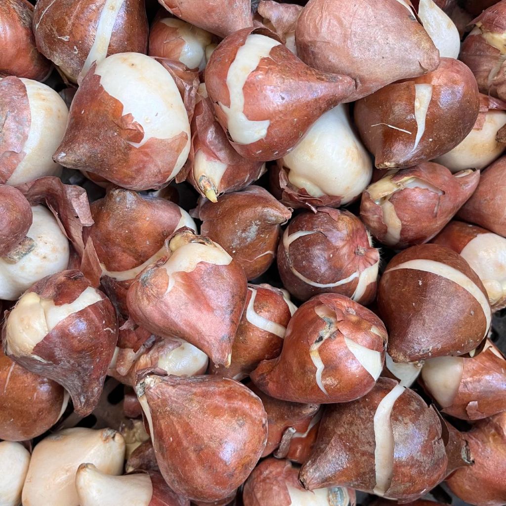 Tulip ‘Orange Juice’ Bulbs – Vibrant Orange Spring Blooms