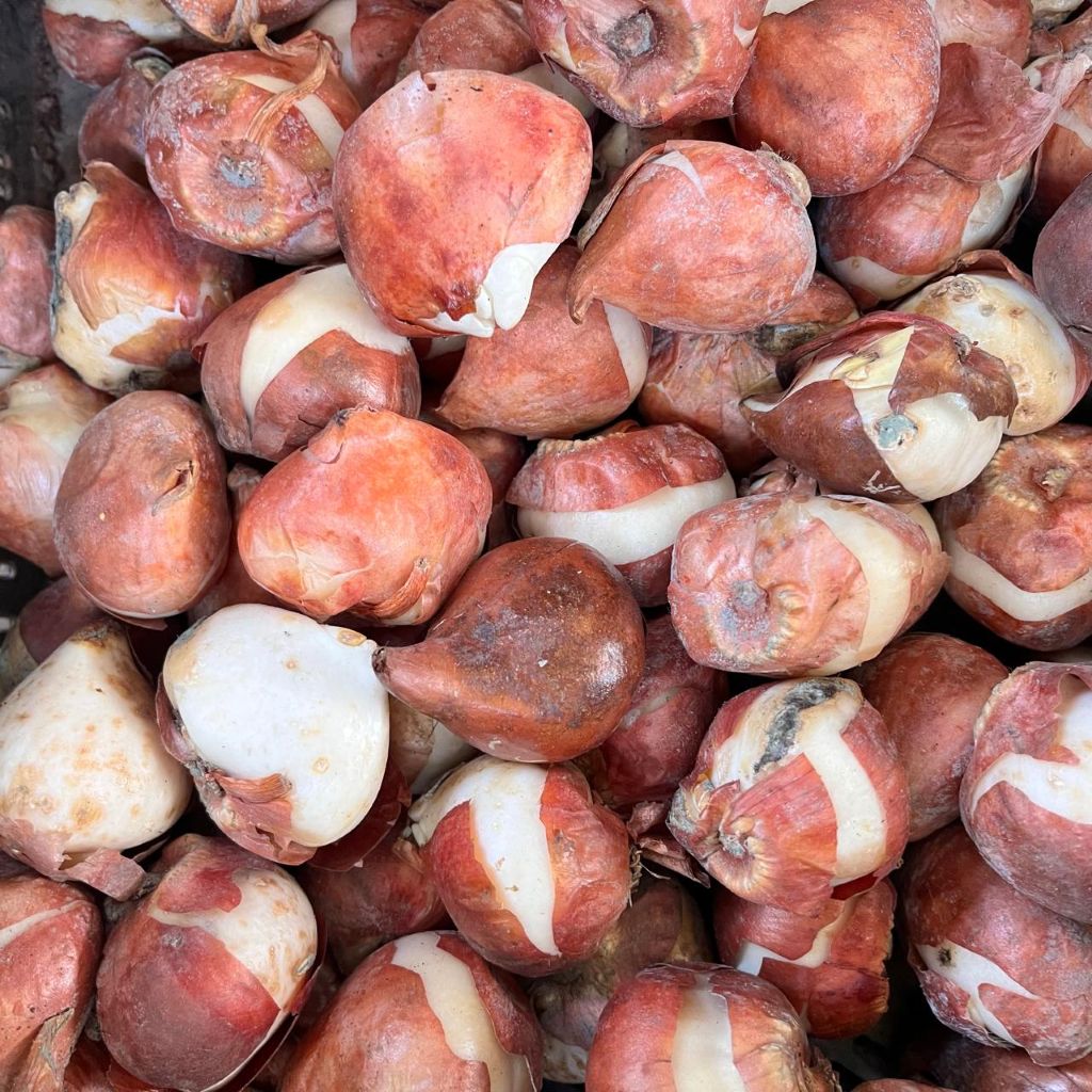 Tulip ‘Purple Prince’ Bulbs – Deep Purple Spring Flowers