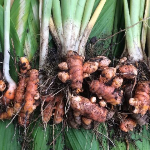 Curcuma 'aromatica' rhizomes