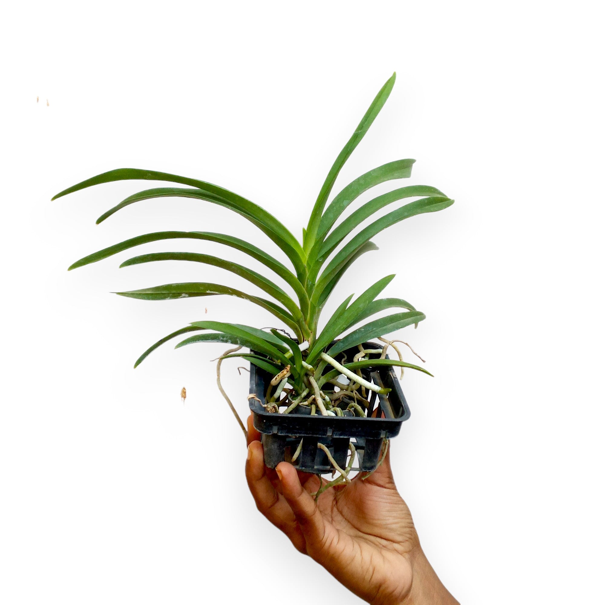 Vanda Falcata-Denisoniana Orchid Plant