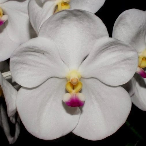 Vanda Nopporn White Diamond BS Orchid Plant