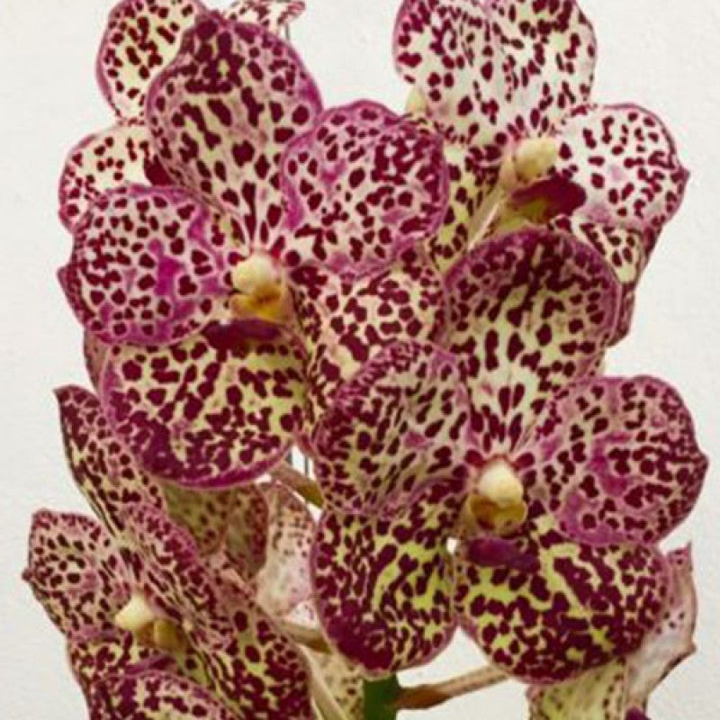 Vanda Razarudin Husain BS Orchid Plant