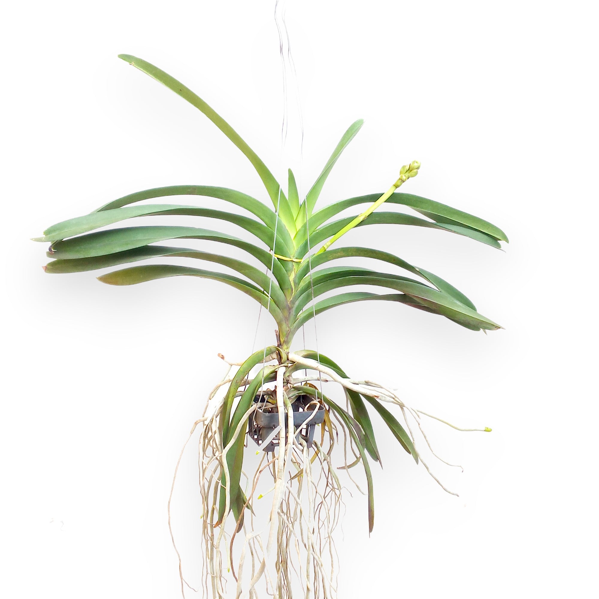 Vanda Razarudin Husain BS Orchid Plant Vanda Razarudin Husain BS Orchid Plant