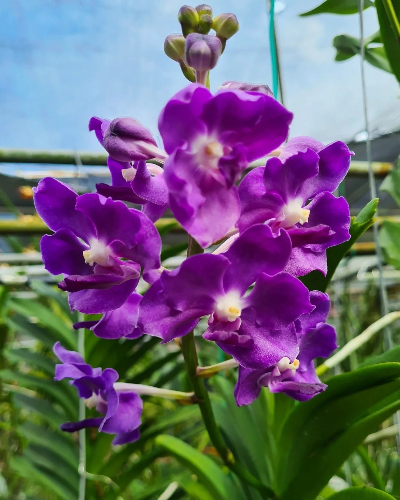 Vandachostylis Mary Chee Bee Kiang BS Orchid Plant