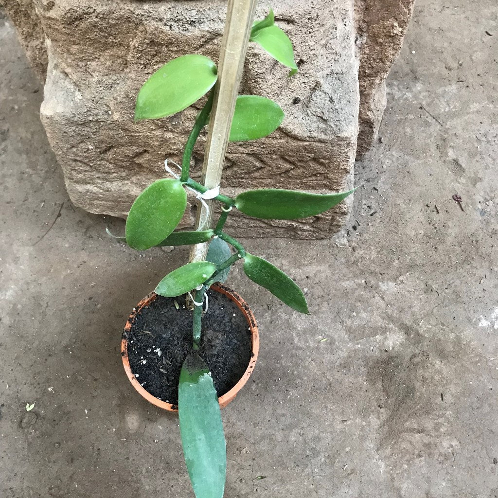 Vanilla Orchid Plant