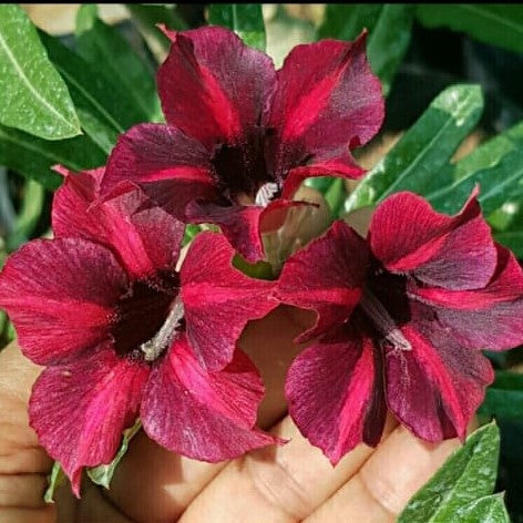 Velvet Ruby Adenium Plant-myBageecha