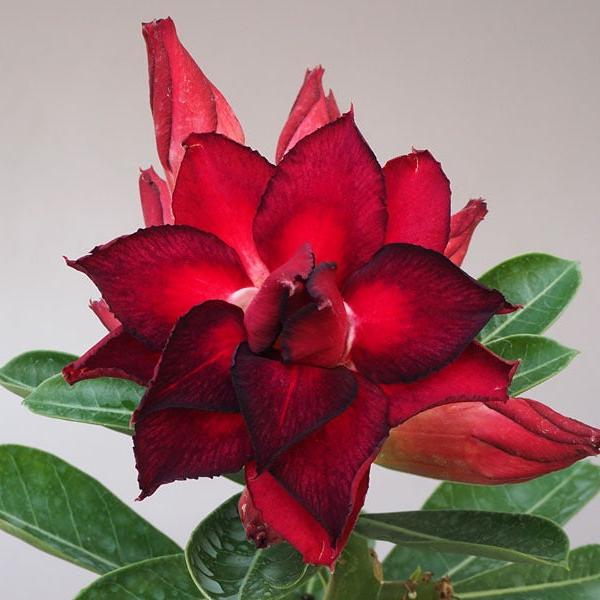 Vulcan Flame adenium-myBageecha