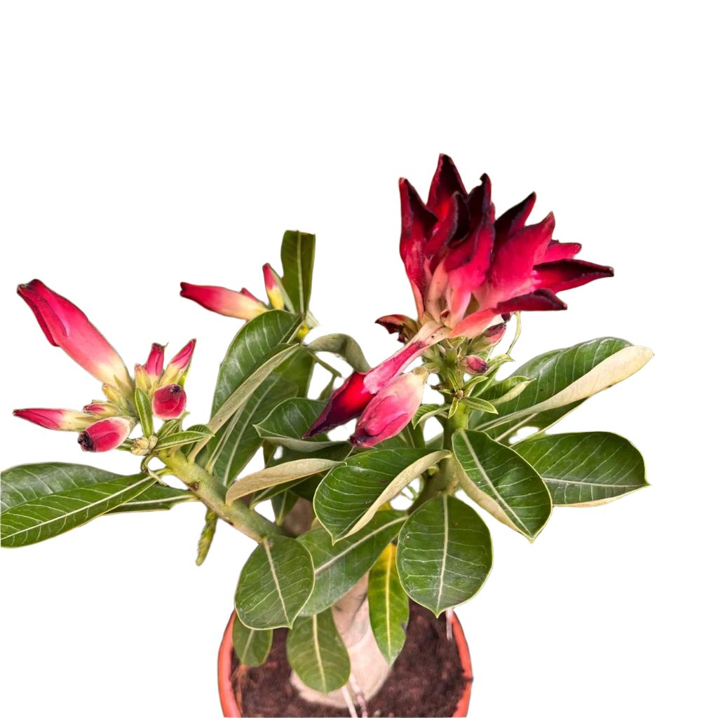 Vulcan Flame Adenium-myBageecha