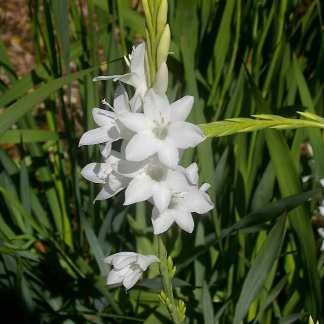 Watsonia Borbonica 'Snow White' Bulbs-myBageecha