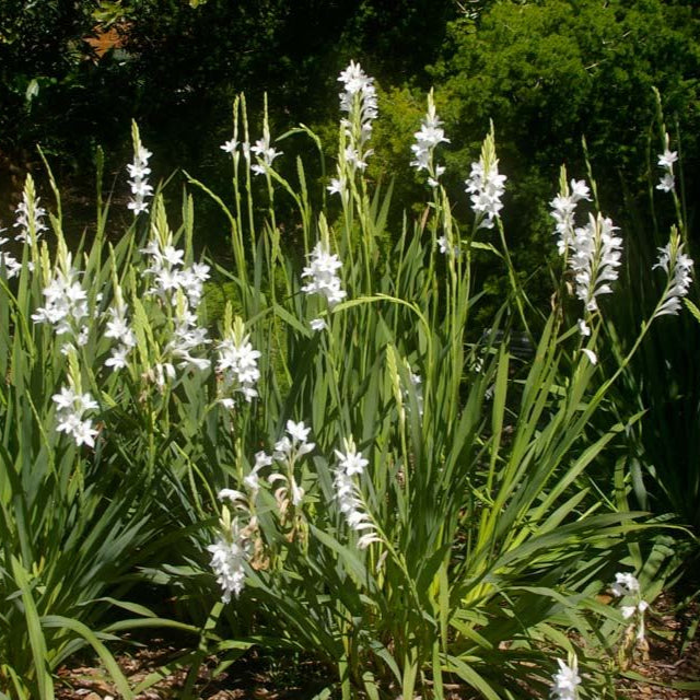 Watsonia Borbonica 'Snow White' Bulbs-myBageecha