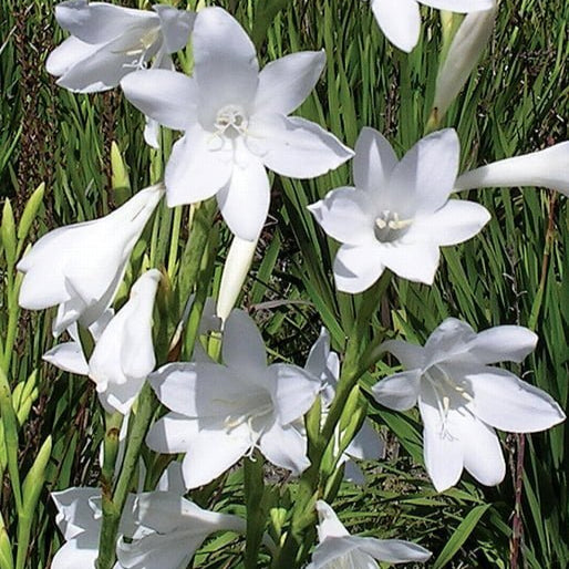 Watsonia 'Snow White' Bulbs-myBageecha