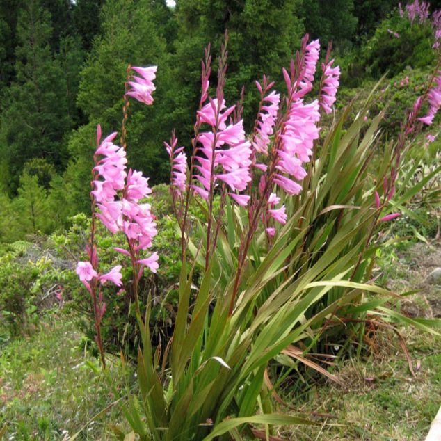 Watsonia Borbonica bulbs-myBageecha