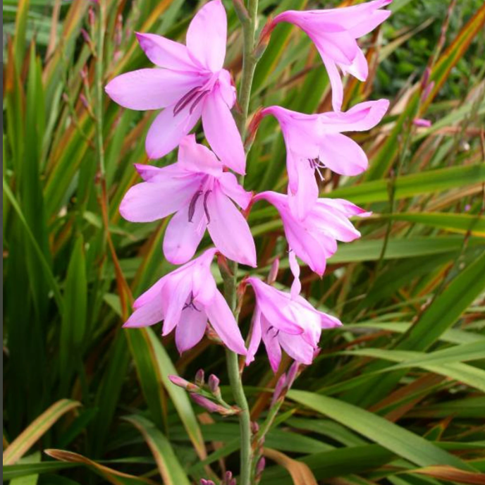 Watsonia Borbonica bulbs-myBageecha