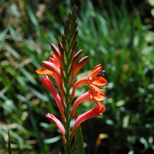 Watsonia angusta Bulbs-myBageecha