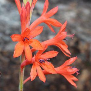 Watsonia angusta Bulbs-myBageecha