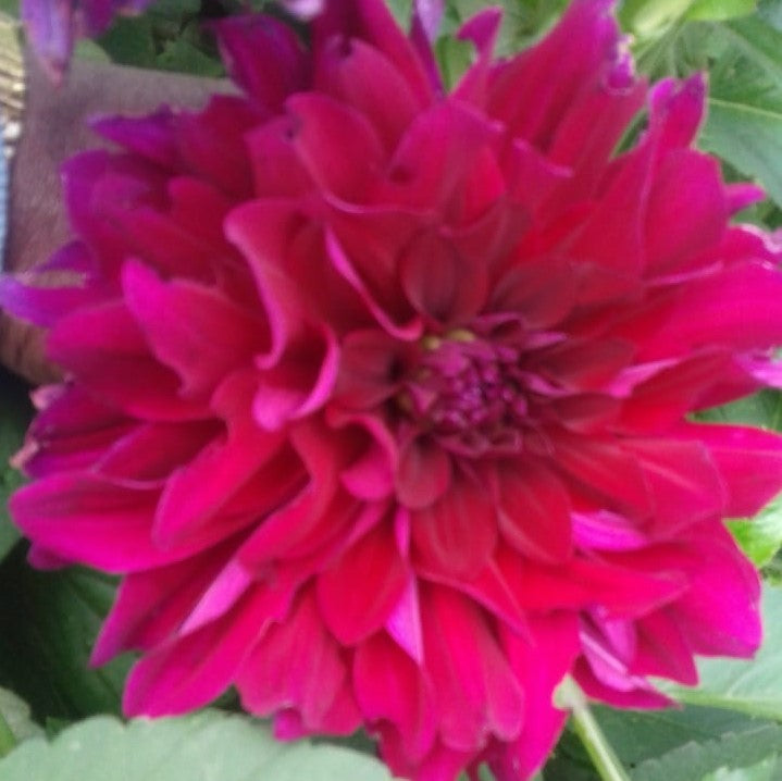Decorative Dahlia (Mix Bulbs)