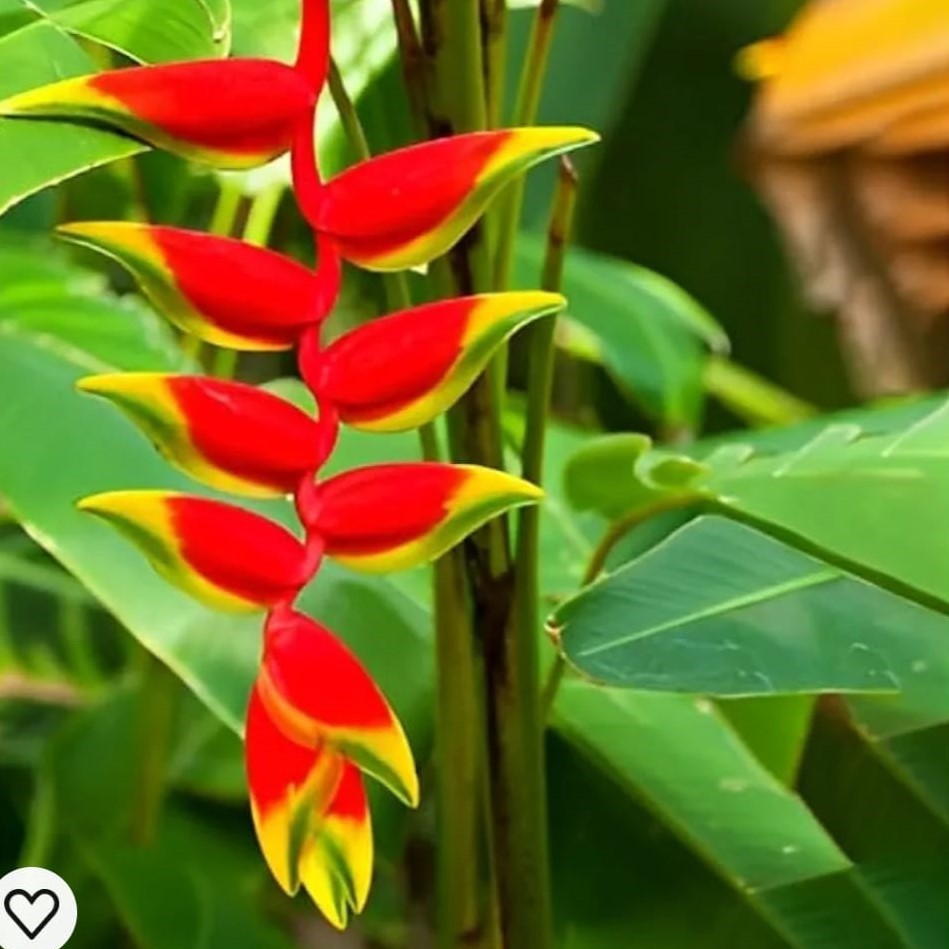 Heliconia Rostrata Plant-myBageecha