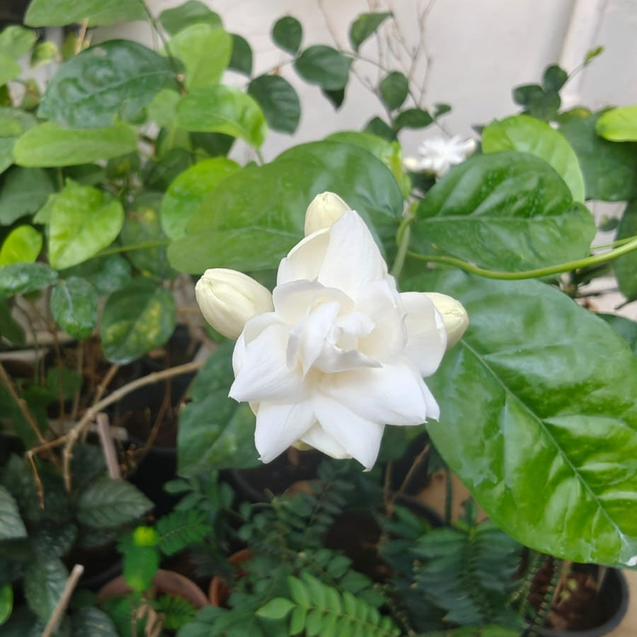 Jasminum Sambac Bela Mogra Plant