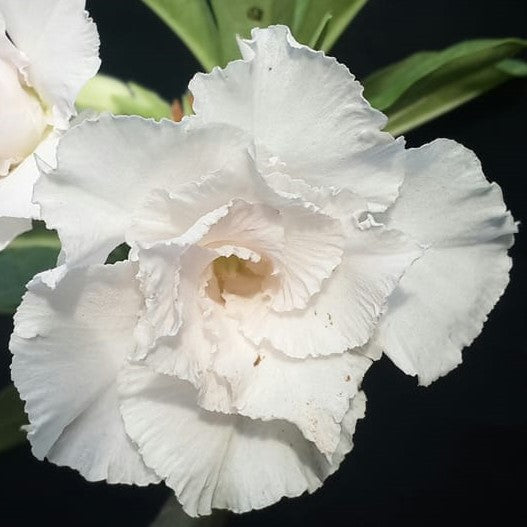 White Swan Adenium Desert Rose Plant | myBageecha