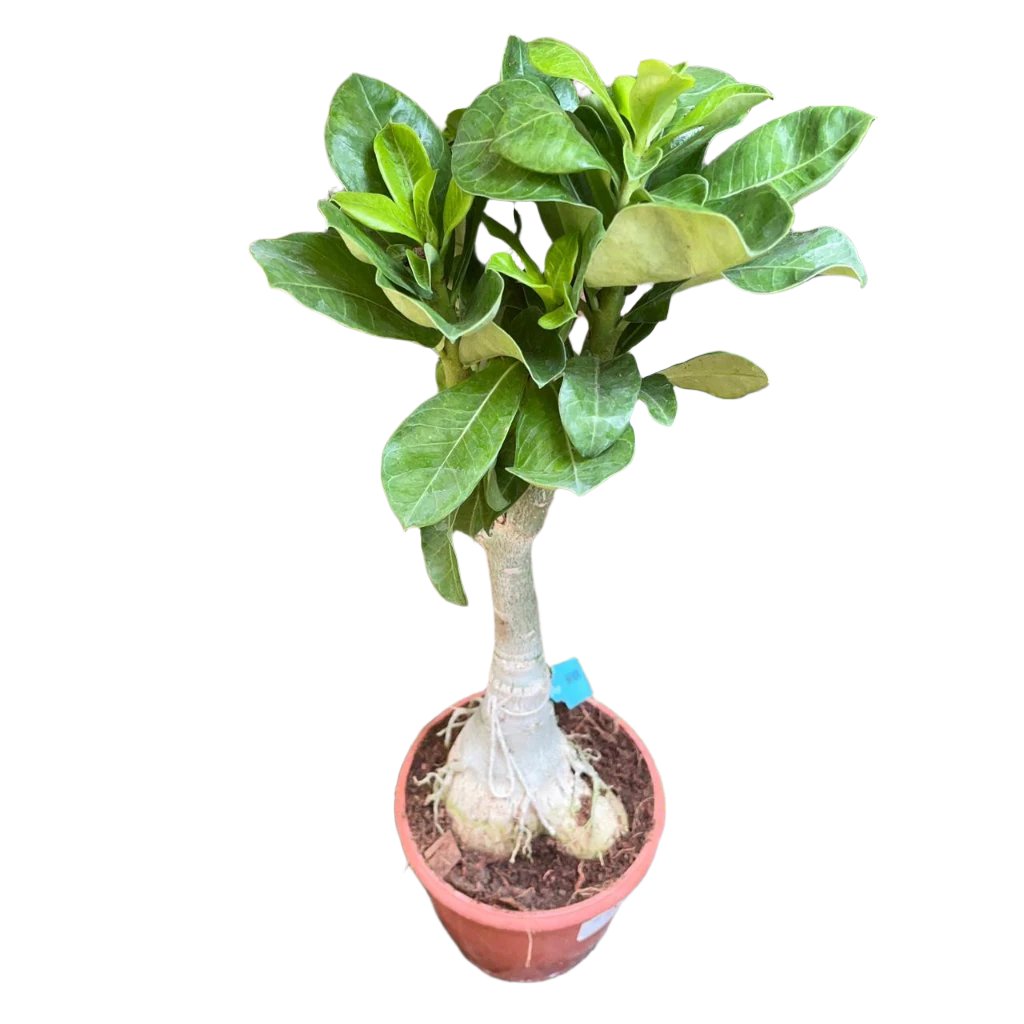 White Valentine adenium-myBageecha