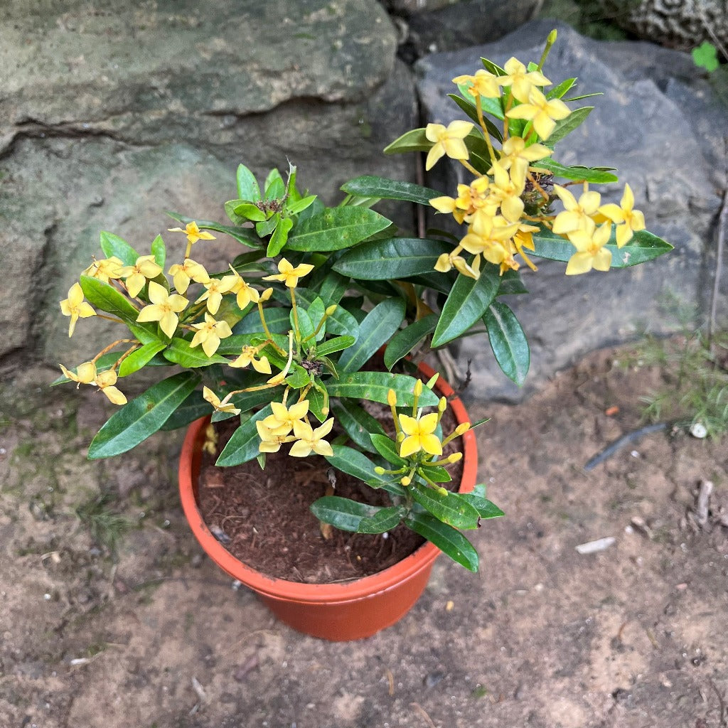 Ixora Dwarf Yellow Plant - myBageecha