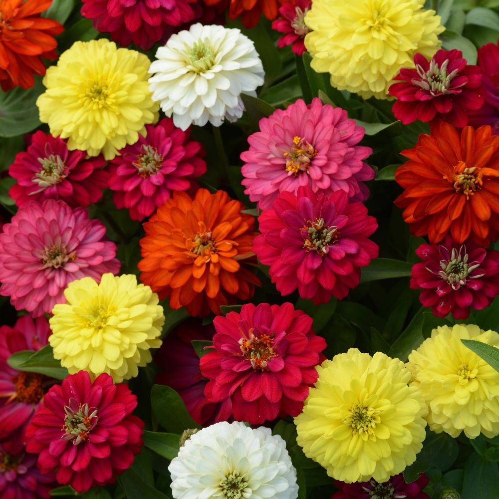 Zinnia Zahara Double Mix Flower Seeds-myBageecha