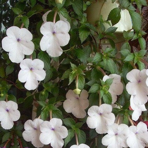 Achimenes Snow Princess (Bulbs) - myBageecha