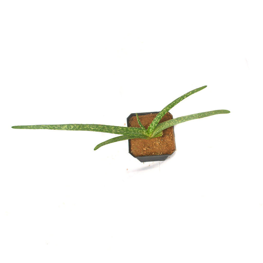 aloe vera plant walmart canada Aloe Vera – Medicinal Succulent Plant