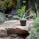 Aloe Vera Succulent Plant