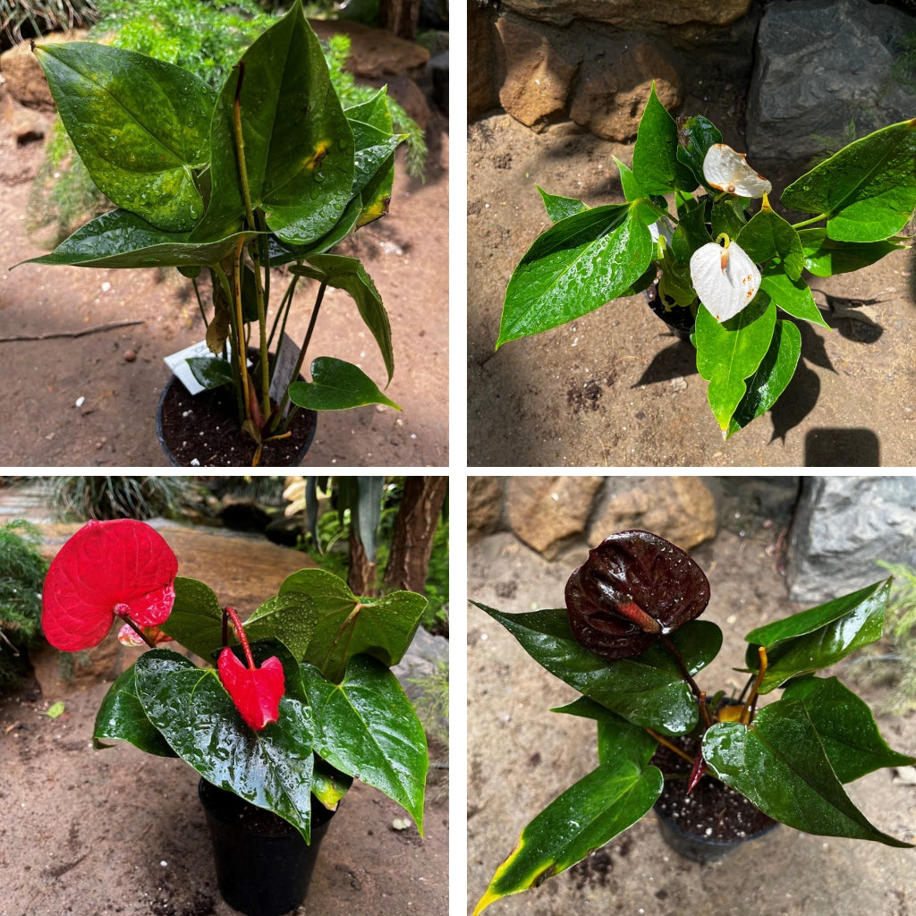 Amazing Anthuriums Pack of 4 - Anthurium Black Love Plant + Anthurium Casanova Plant + Anthurium Deco White Plant + Anthurium Fancy Fever Plant - myBageecha