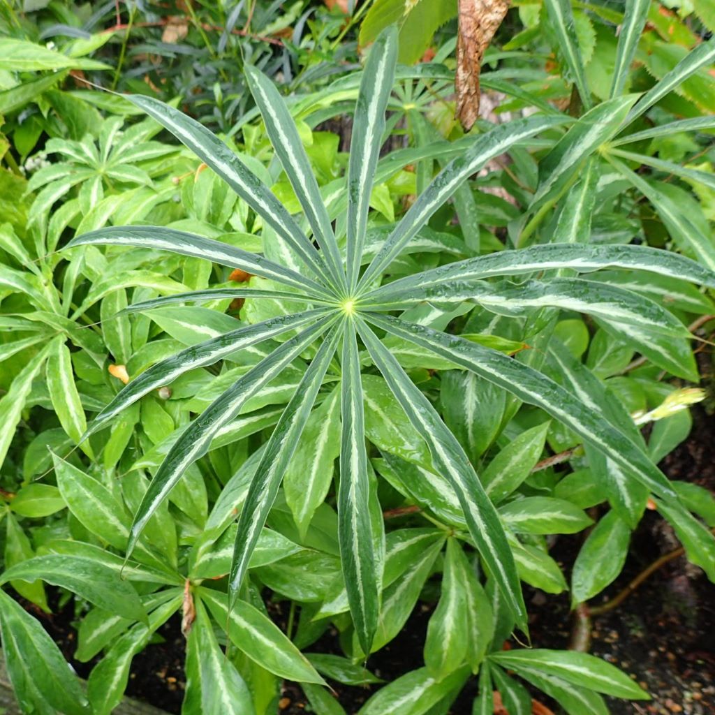 Arisaema consanguineum (Bulbs)-myBageecha