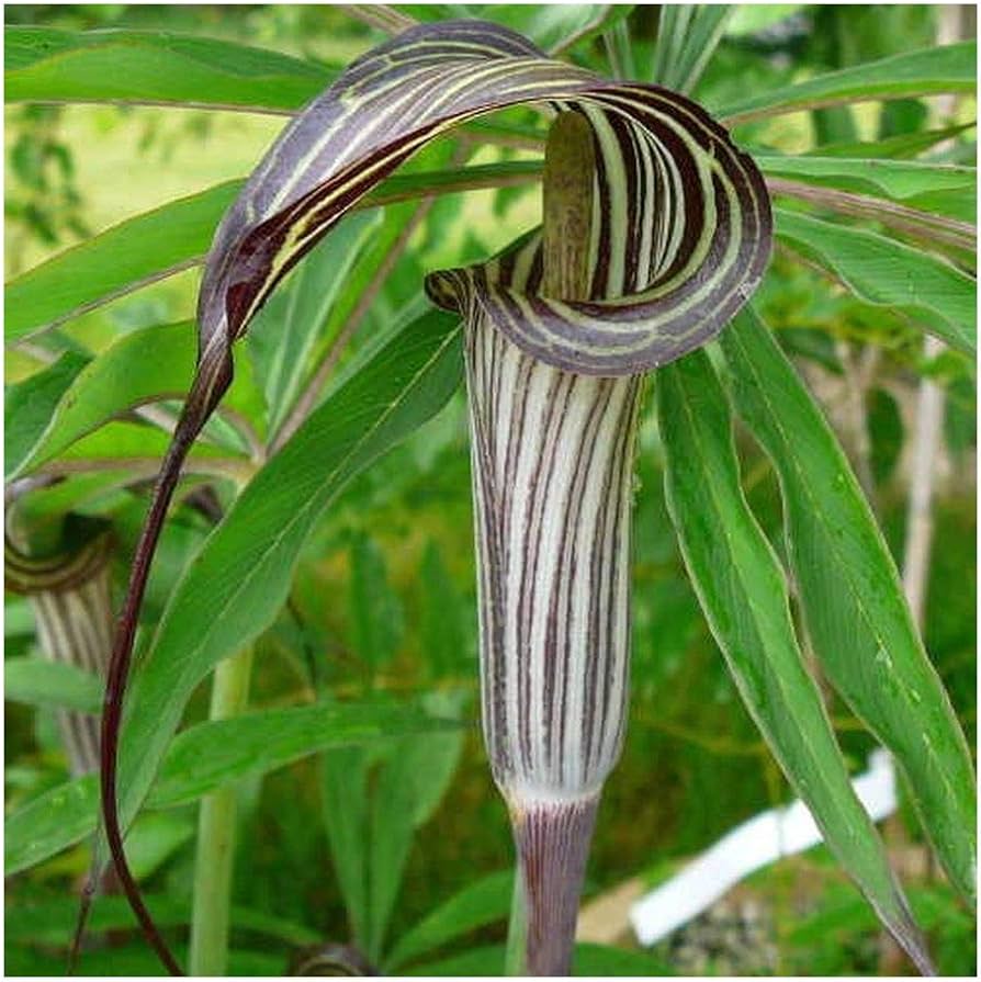 Arisaema consanguineum (Bulbs)-myBageecha