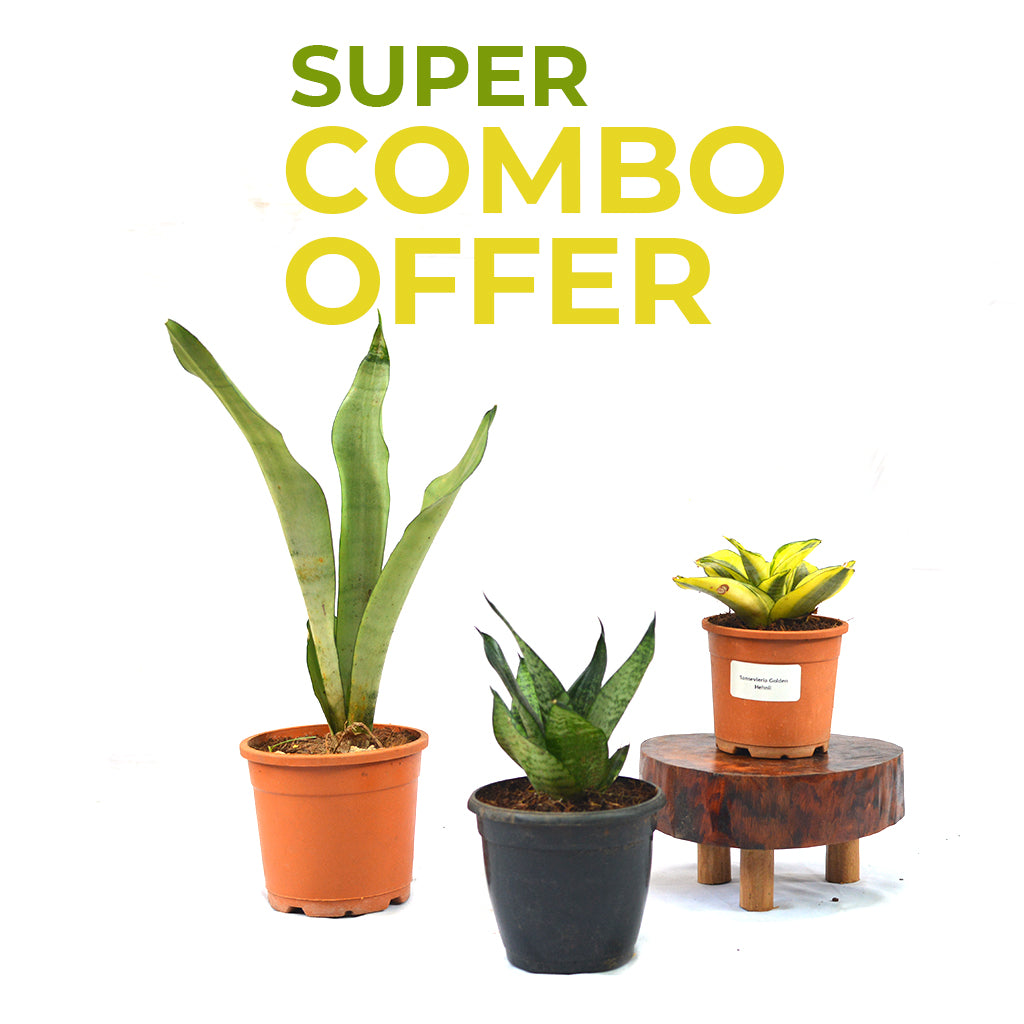 Assorted Air Purifier Indoor Sansevieria Plants