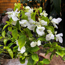 Bougainvillea Glabra Snow White Plant