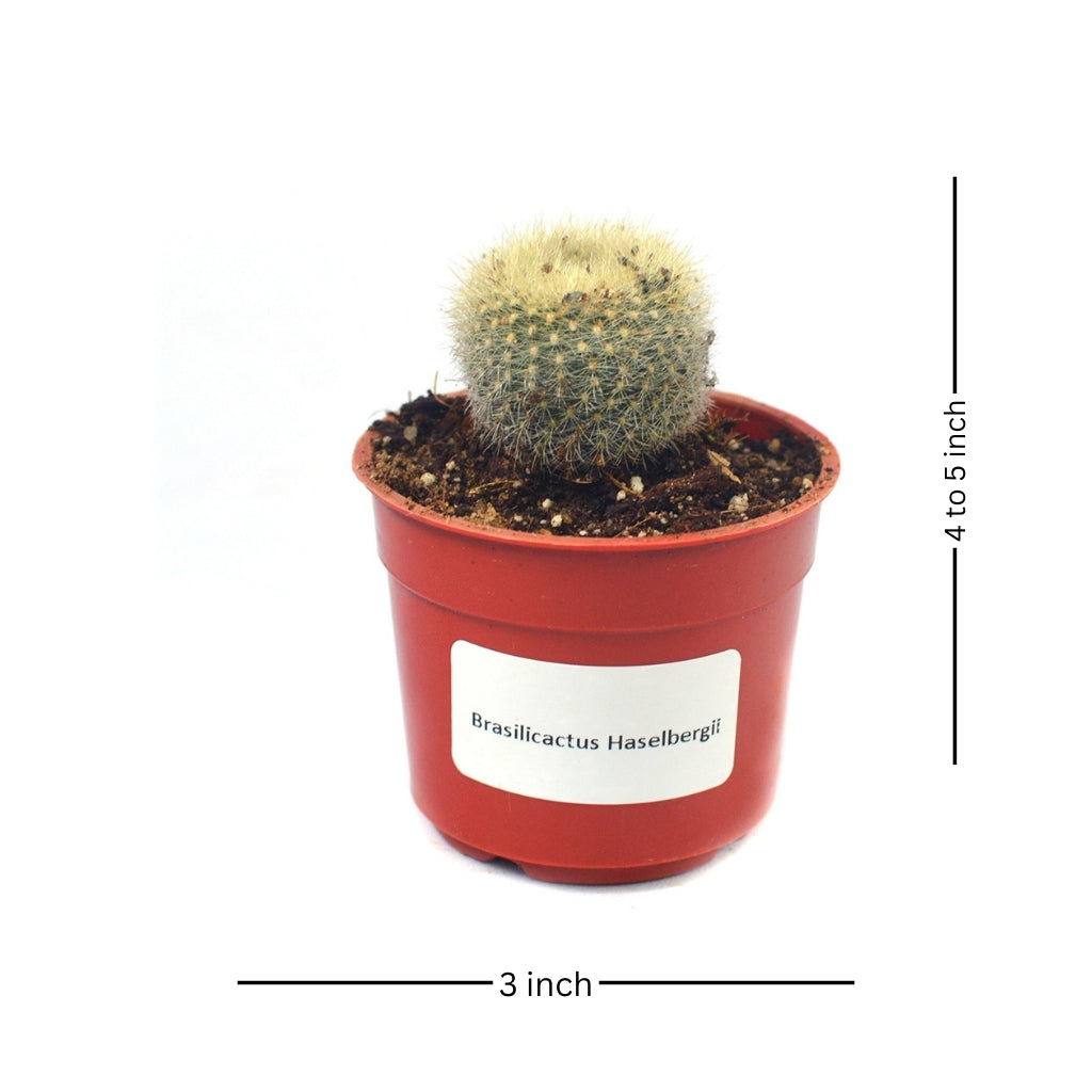 Brasilicactus Haselbergii Crested Scarlet Ball Cactus Plant - myBageecha