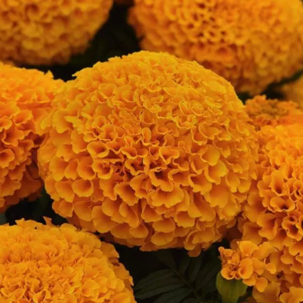 Marigold Marvel  Orange Flower Seeds-myBageecha